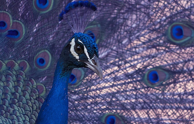 Фото Портрет красивого павлина с перьями из большой и яркой птицы