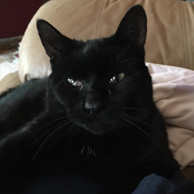 写真 家のベッドに黒い猫の肖像画