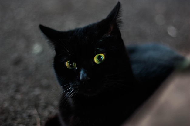 写真 床に座っている黒い猫の肖像画