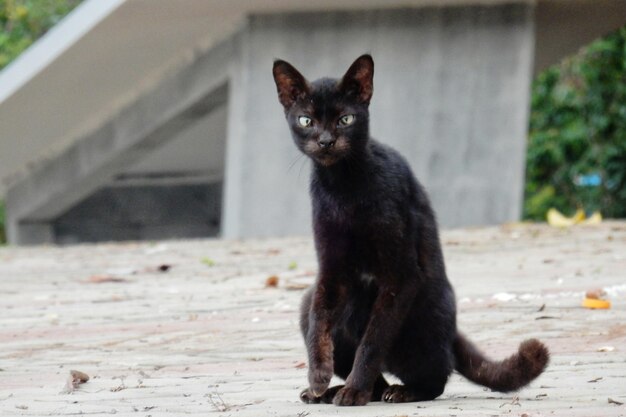 写真 外に座っている黒い猫の肖像画