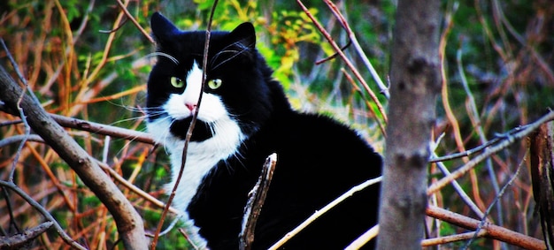 写真 黒い猫の肖像画