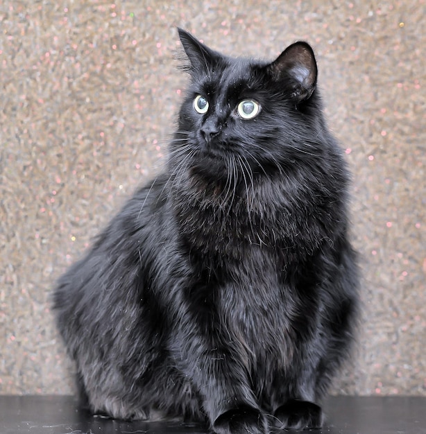 Фото Портрет черной кошки