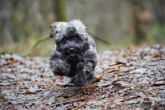 写真 野原の黒い犬の肖像画