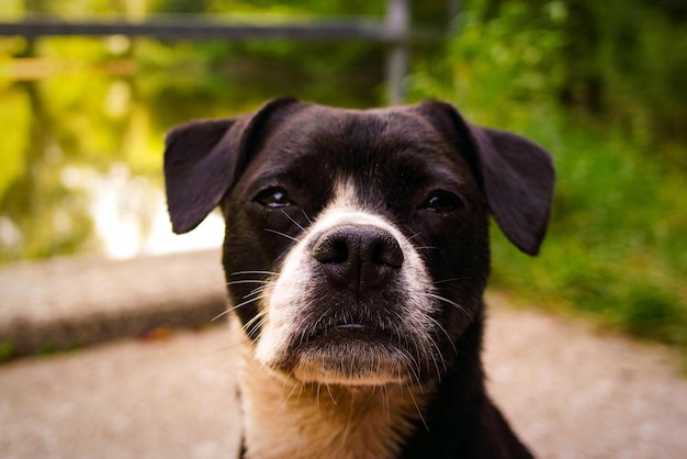 写真 黒い犬の肖像画