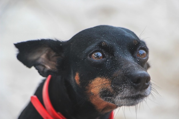 写真 黒い犬の肖像画