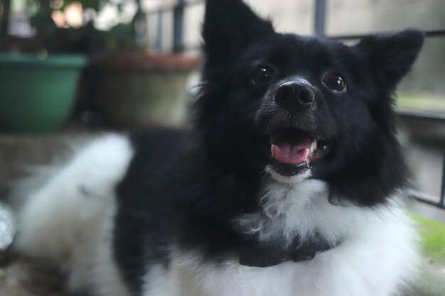 写真 黒い犬の肖像画