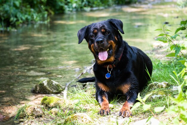 Фото Портрет черной собаки