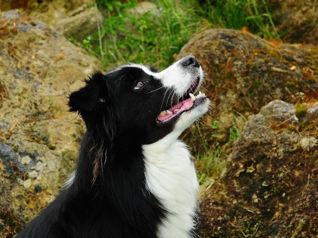 写真 ボーダーコリー犬の肖像画