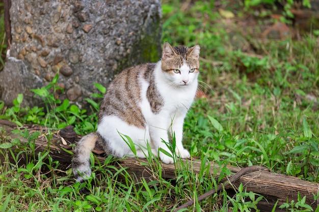 写真 草の上の木の上に座っている茶色の猫の肖像画。