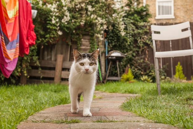 Фото Портрет кошки на заднем дворе