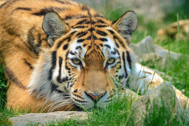 写真 動物園の猫の肖像画