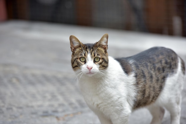 写真 カメラを見ている猫の肖像画