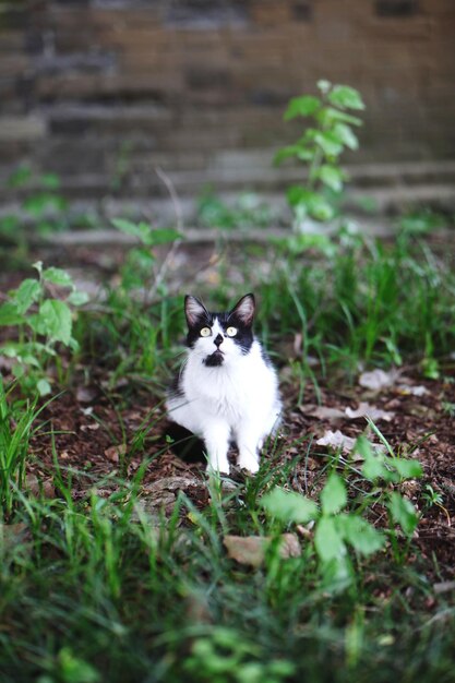 사진 에 있는 고양이 의 초상화