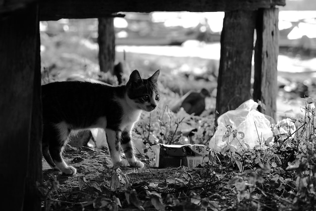 사진 에 있는 고양이 의 초상화