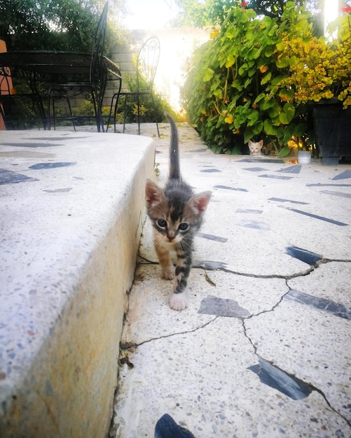 사진 마당 의 산책로 에 있는 고양이 의 초상화