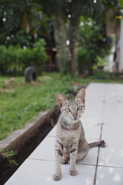 사진 보행자 길 에 있는 고양이 의 초상화