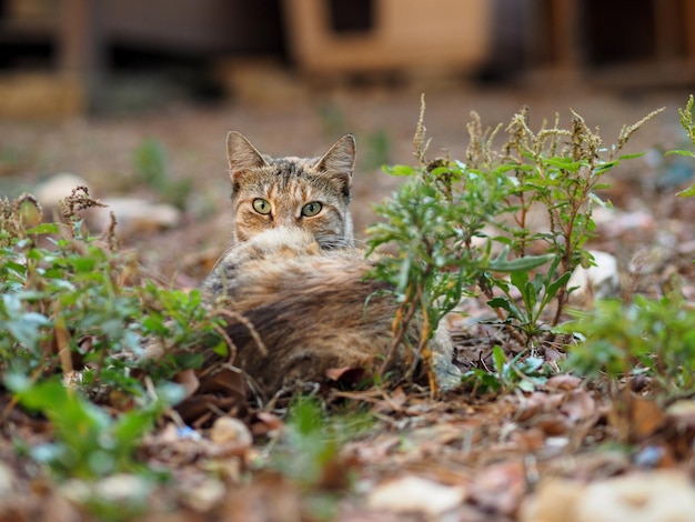Фото Портрет кошки на травяном поле
