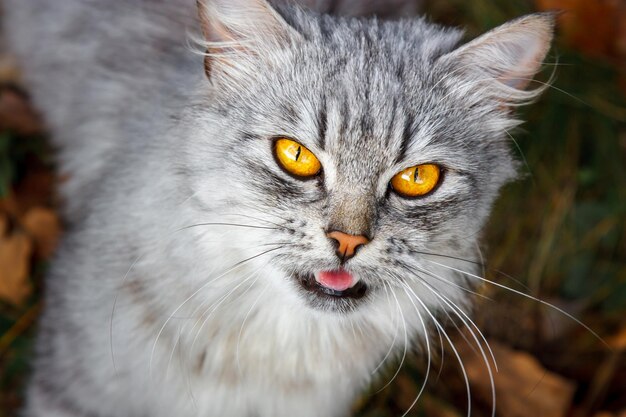 Фото Портрет кошки на суше