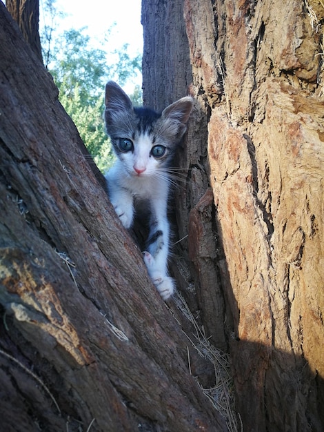 写真 木の幹に描かれた猫の肖像画