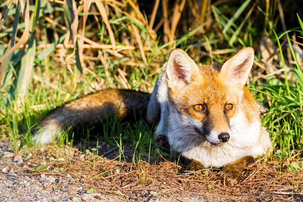 写真 野原でリラックスしている猫の肖像画