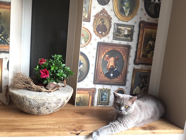 Фото Портрет кошки, отдыхающей на столе дома