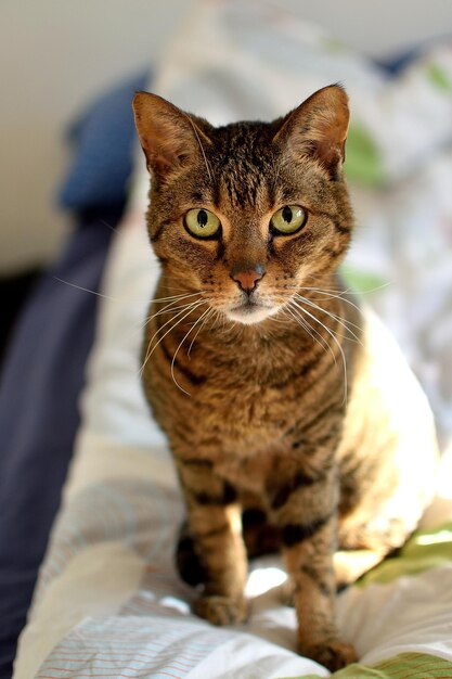 Фото Портрет кошки, сидящей дома