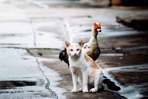 写真 湿った歩道でアヒルに寄り添って座っている猫の肖像画