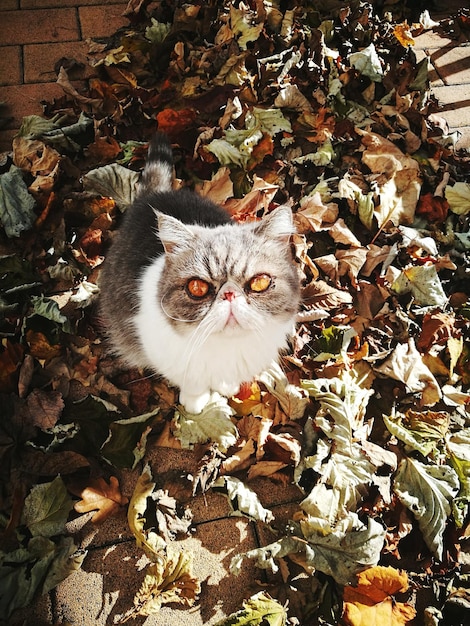 写真 秋の葉の上に座っている猫の肖像画