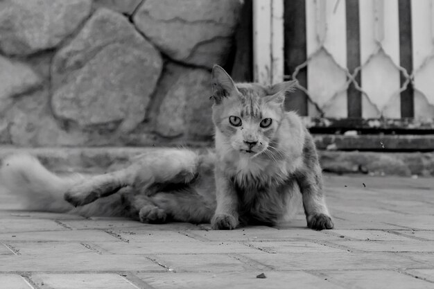 写真 床に座っている猫の肖像画