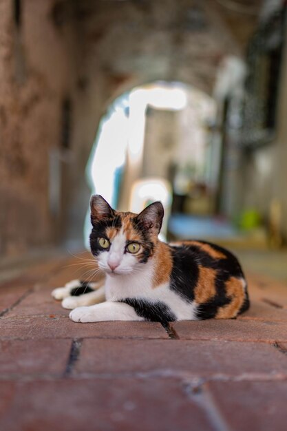 写真 床に座っている猫の肖像画