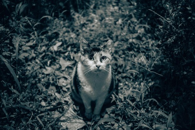 写真 陸に座っている猫の肖像画