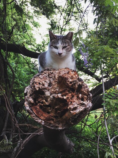 写真 木の上に座っている猫の肖像画