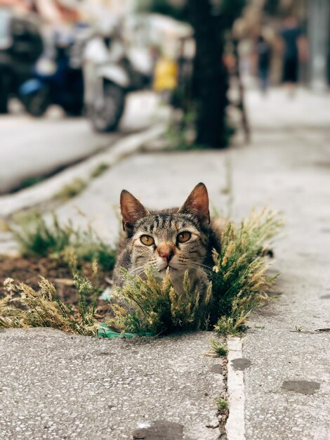 사진 야외 에 앉아 있는 고양이 의 초상화