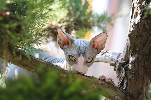사진 정원에서 머리없는 고양이 스핑크스의 초상화