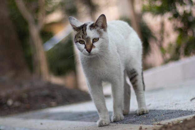 사진 야외 에 서 있는 고양이 의 초상화