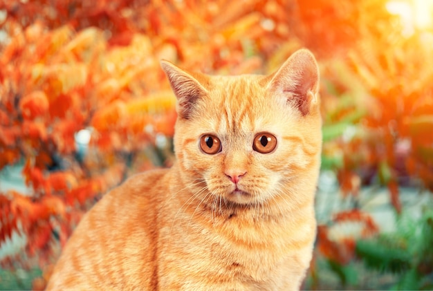 写真 秋の庭を歩く猫の肖像画