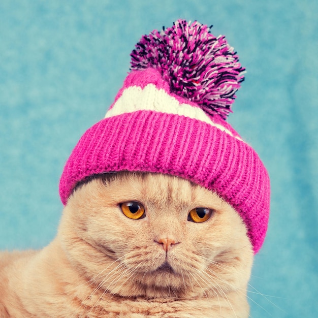 写真 ポンポンのニット帽をかぶった猫の肖像画