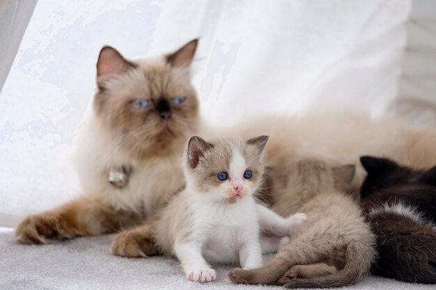 写真 猫と子猫の肖像画