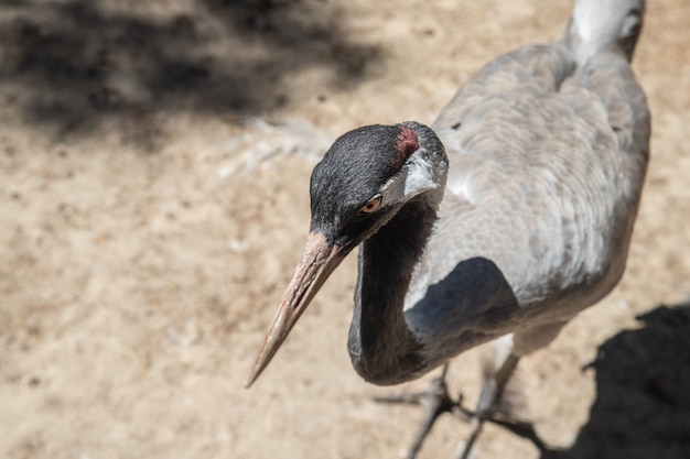 写真 動物園のciconiiformesの肖像画