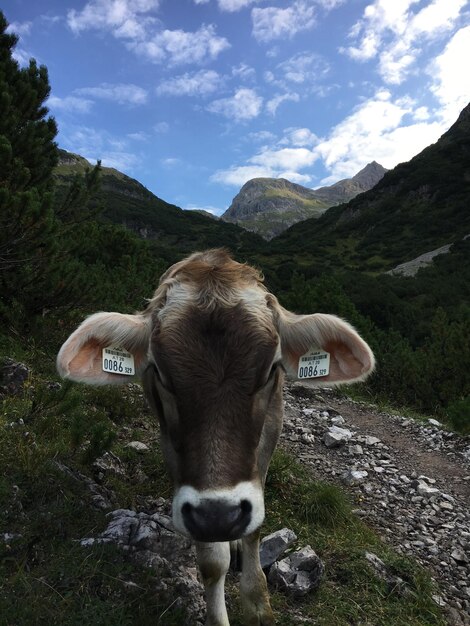 Фото Портрет коровы на горе на фоне неба