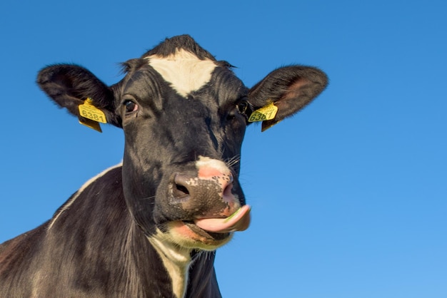 写真 澄んだ青い空に舌を伸ばしている牛の肖像画