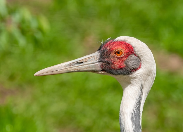 写真 ツル鳥の肖像画