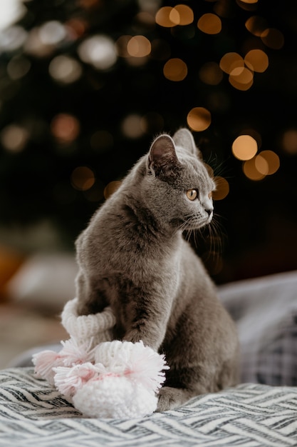 Фото Портрет милой британской кошки с детскими носками зимой