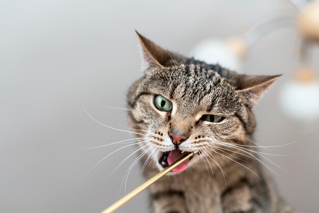 写真 灰色の背景のペットに赤い鼻を持つかわいい国産ベージュサバぶち猫の肖像画