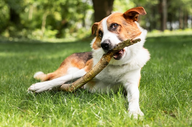 写真 公園で遊んで楽しんでいるかわいい犬の肖像画