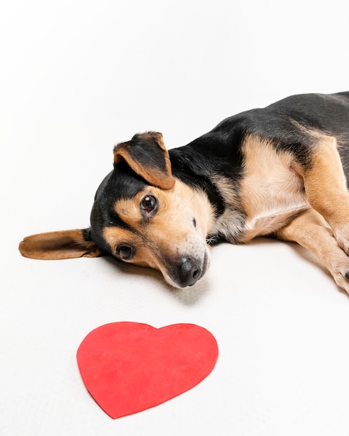 写真 リラックスしたかわいい犬の肖像画