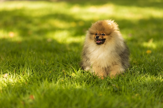 写真 公園でかわいいポメラニアン犬の肖像画