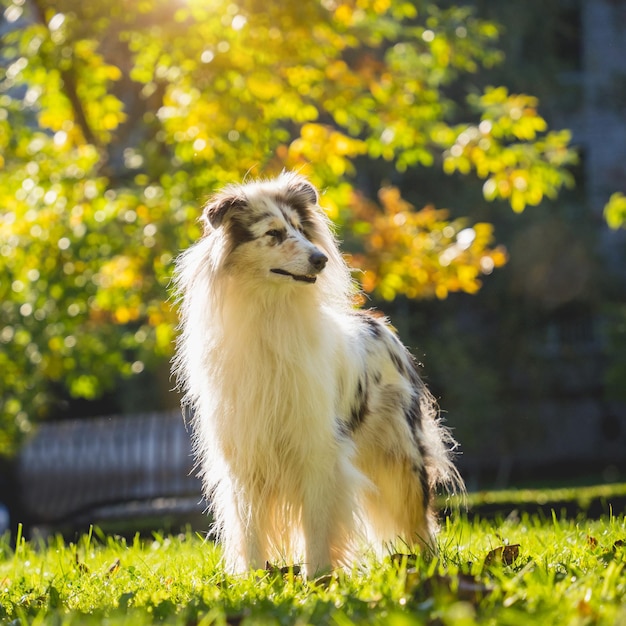 사진 공원에서 귀여운 거친 콜리 강아지의 초상화