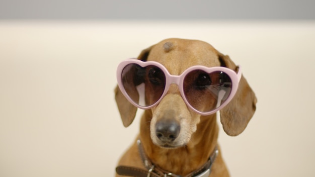 Фото Портрет собаки таксы в розовых очках забавный питомец дома