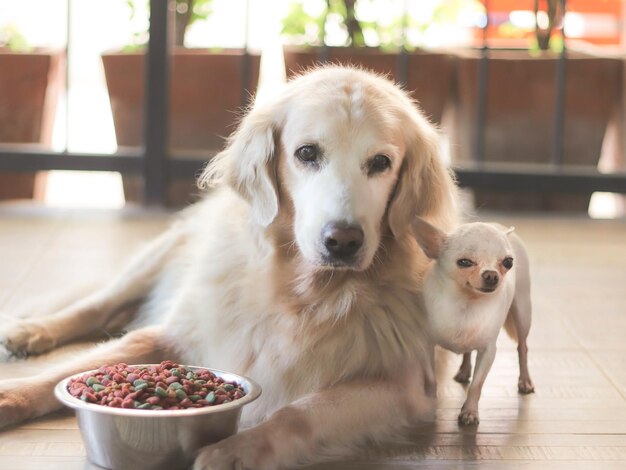 写真 犬と子犬の肖像画は床にある食べ物のそばにあります